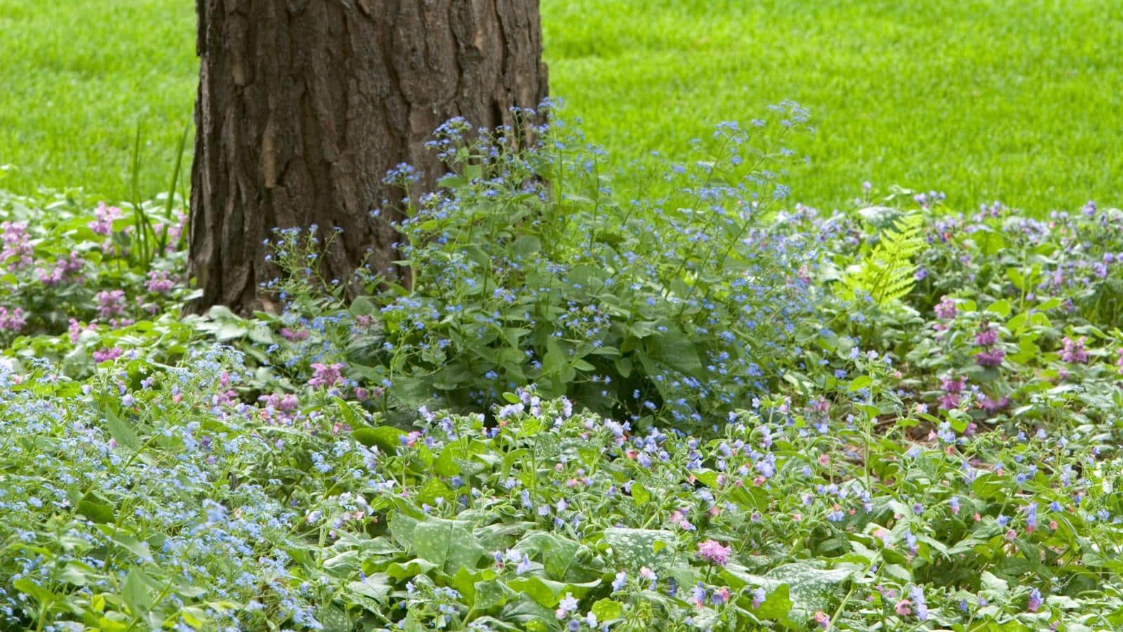 5 Shade-Loving Ground Covers for a Lush 2024 Landscape. 1 5 Shade-Loving Ground Covers for a Lush 2024 Landscape.