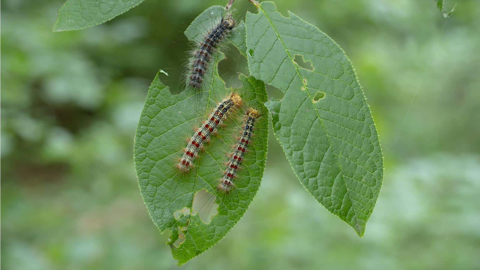 Conquer Gypsy Moth Menace in 2024 with Surprising Secrets. 1 Conquer Gypsy Moth Menace in 2024 with Surprising Secrets.