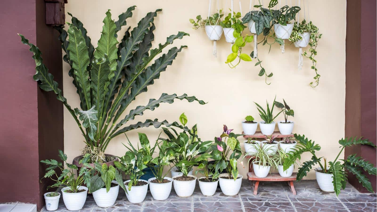 Unleash 5 Surprising 2024 Houseplant Benefits. Move Outdoors Now. 1 Unleash 5 Surprising 2024 Houseplant Benefits. Move Outdoors Now.
