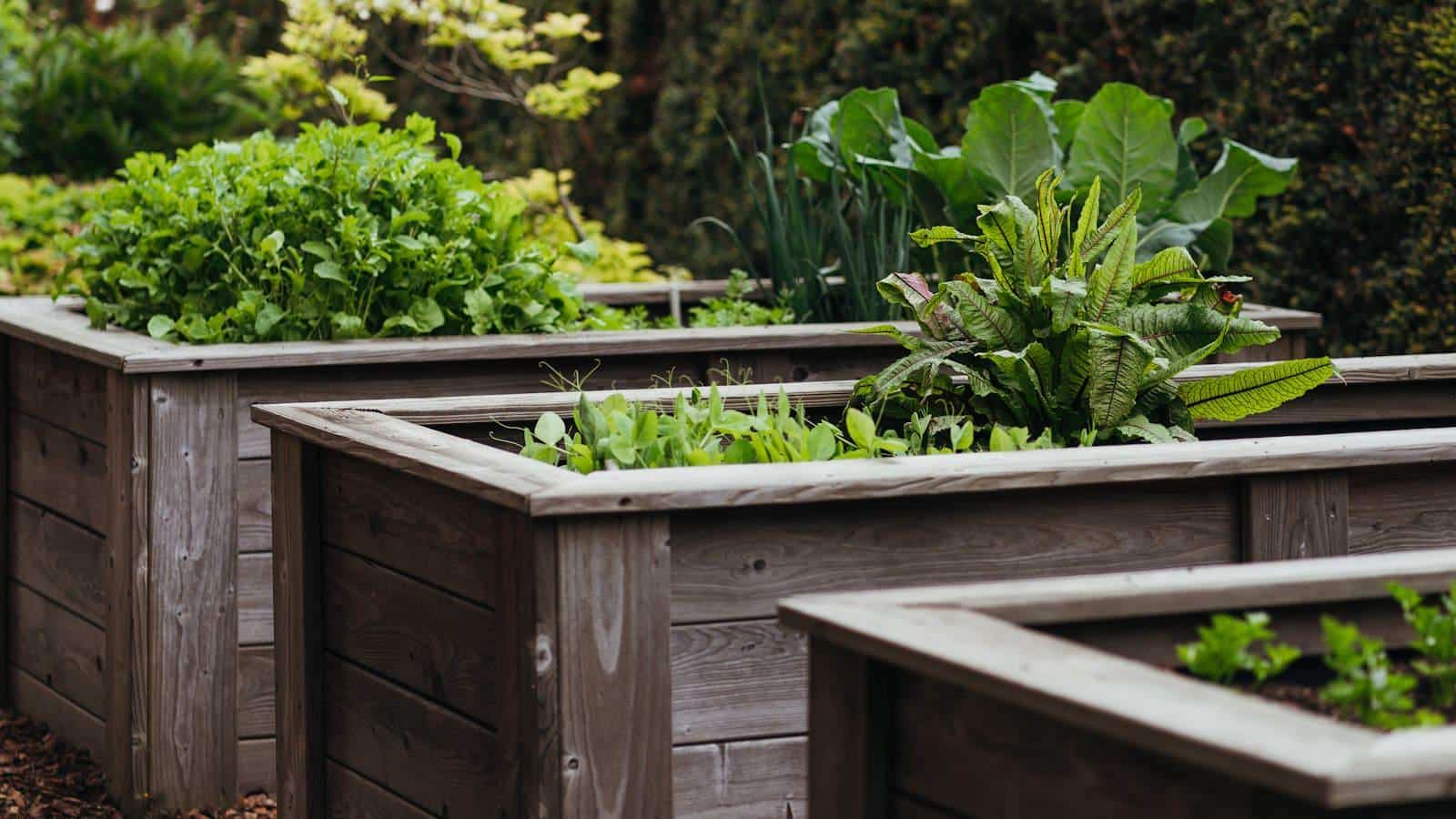 Revitalizing Raised Beds in 2024: Secrets to Flourishing Plants. 1 Revitalizing Raised Beds in 2024: Secrets to Flourishing Plants.