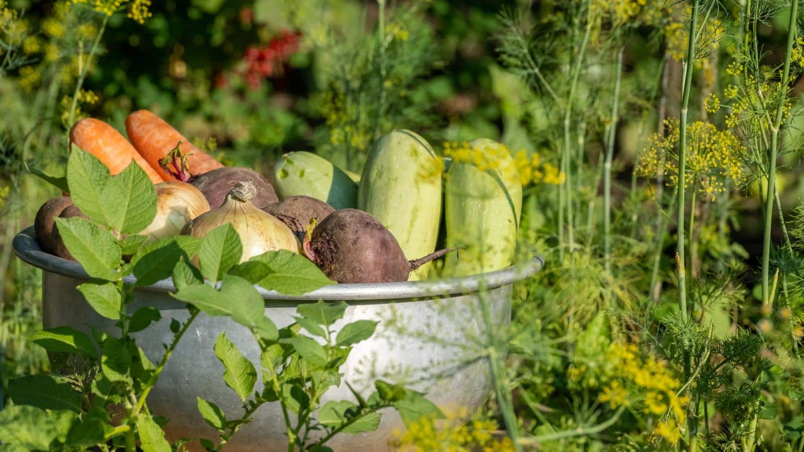 7 Surprising Veg to Grow in June 2024. Expert Secrets Revealed! 1 7 Surprising Veg to Grow in June 2024. Expert Secrets Revealed!
