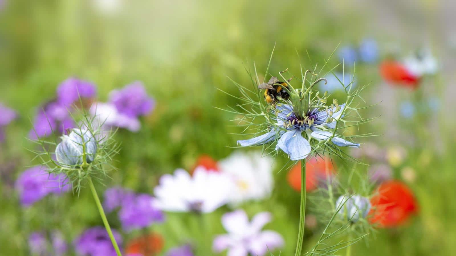 Boost Your Blooming Garden in 2024 with These 5 Secrets. 1 Boost Your Blooming Garden in 2024 with These 5 Secrets.