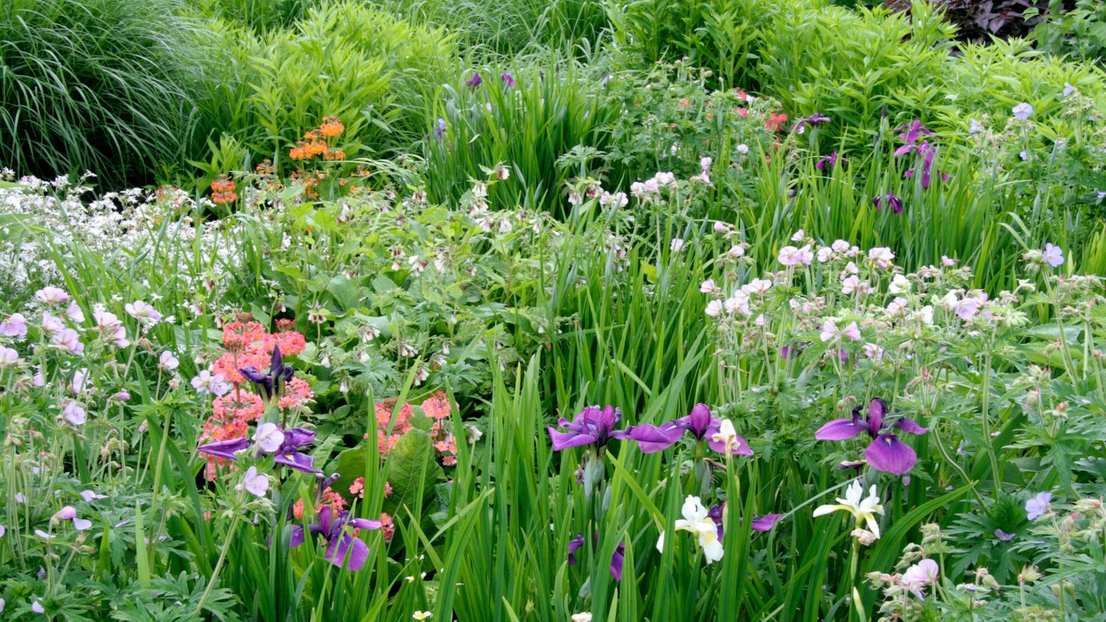 Thriving in Water-Logged Soil: 12 Flood-Resilient Plants for 2024. 1 Thriving in Water-Logged Soil: 12 Flood-Resilient Plants for 2024.