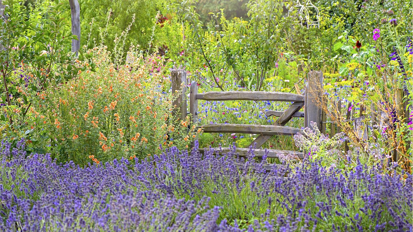 The Best Companion Plants for Lavender in 2024. Unexpected Revelations and Transformations. 1 The Best Companion Plants for Lavender in 2024. Unexpected Revelations and Transformations.