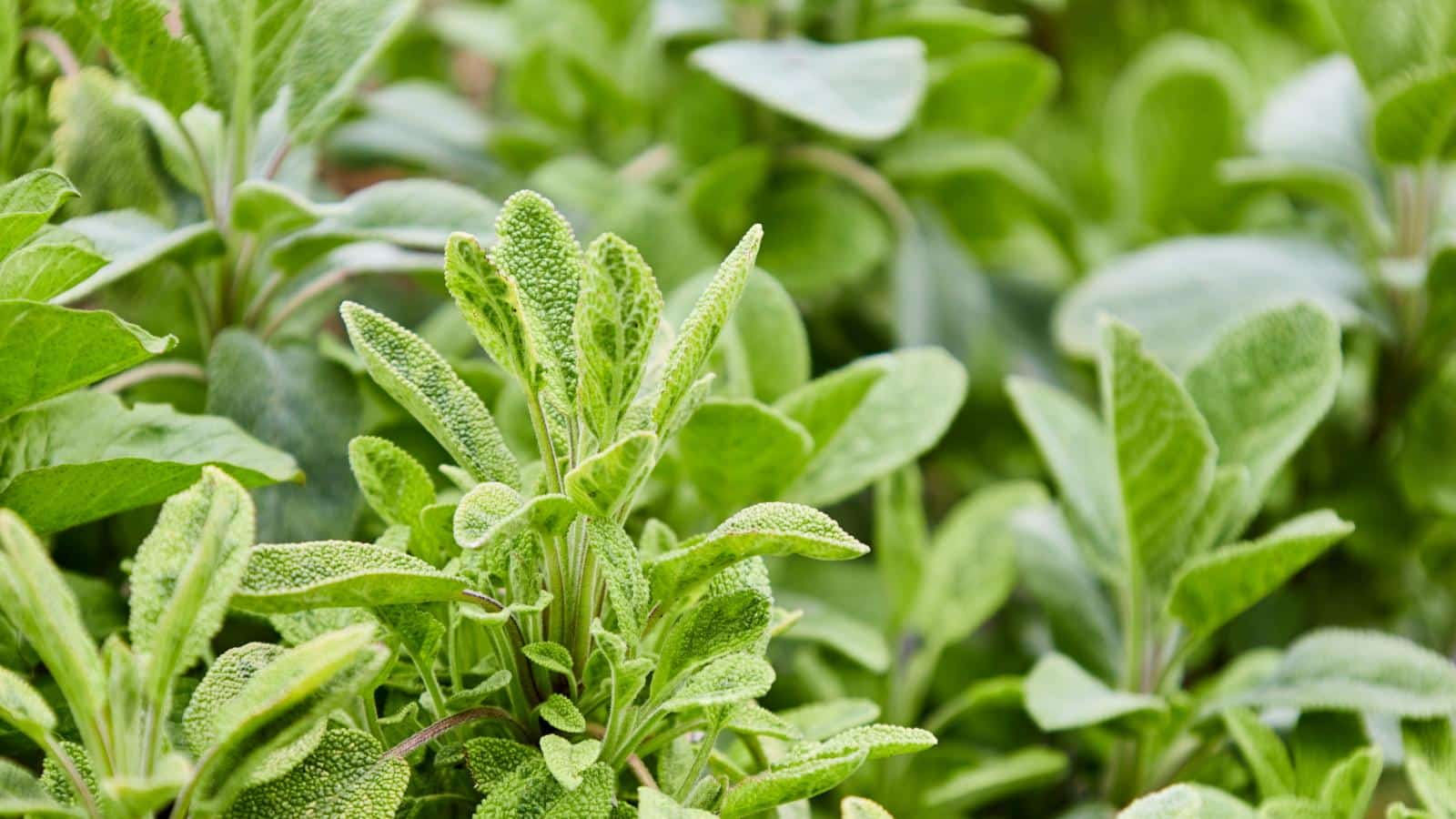 Divided Plants in 2024? Surprising Revelations. Grow Now. 1 Divided Plants in 2024? Surprising Revelations. Grow Now.