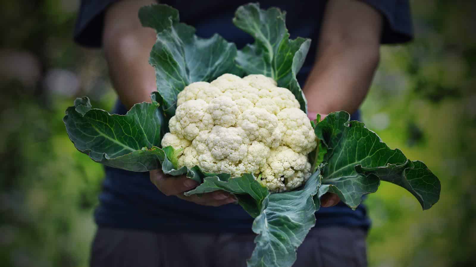 2024's Cauliflower Secrets for Tender Curd Harvest.