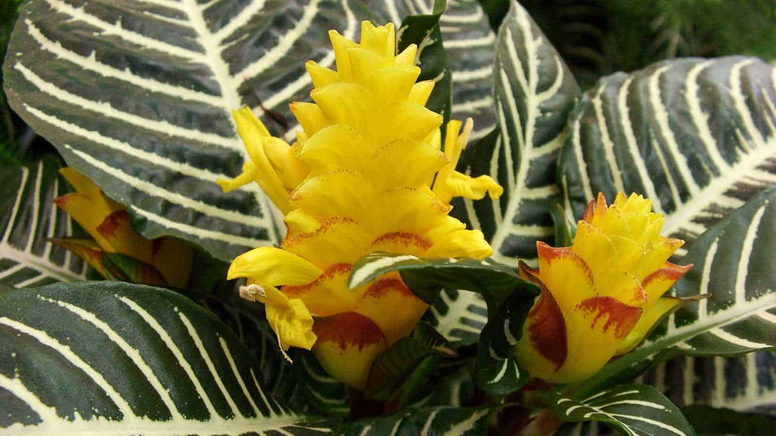 2024's Surprising Zebra Plant Care Secrets. Grow Thriving Houseplants!