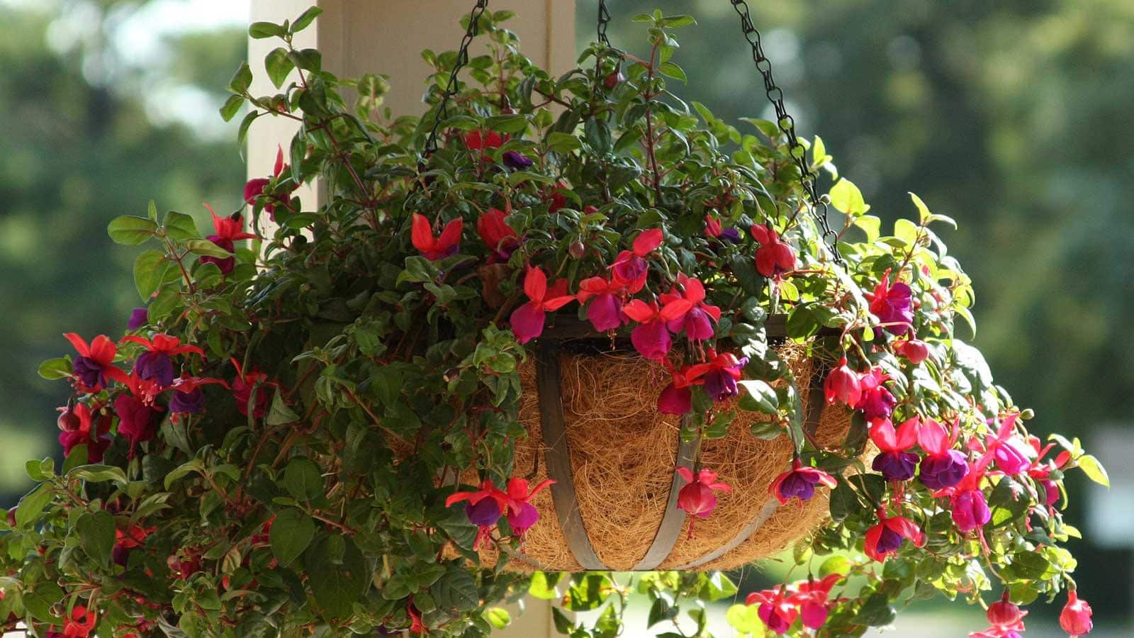 Fuchsia Hanging Basket Care in 2024. Unexpected Revelations and Vital Tips.