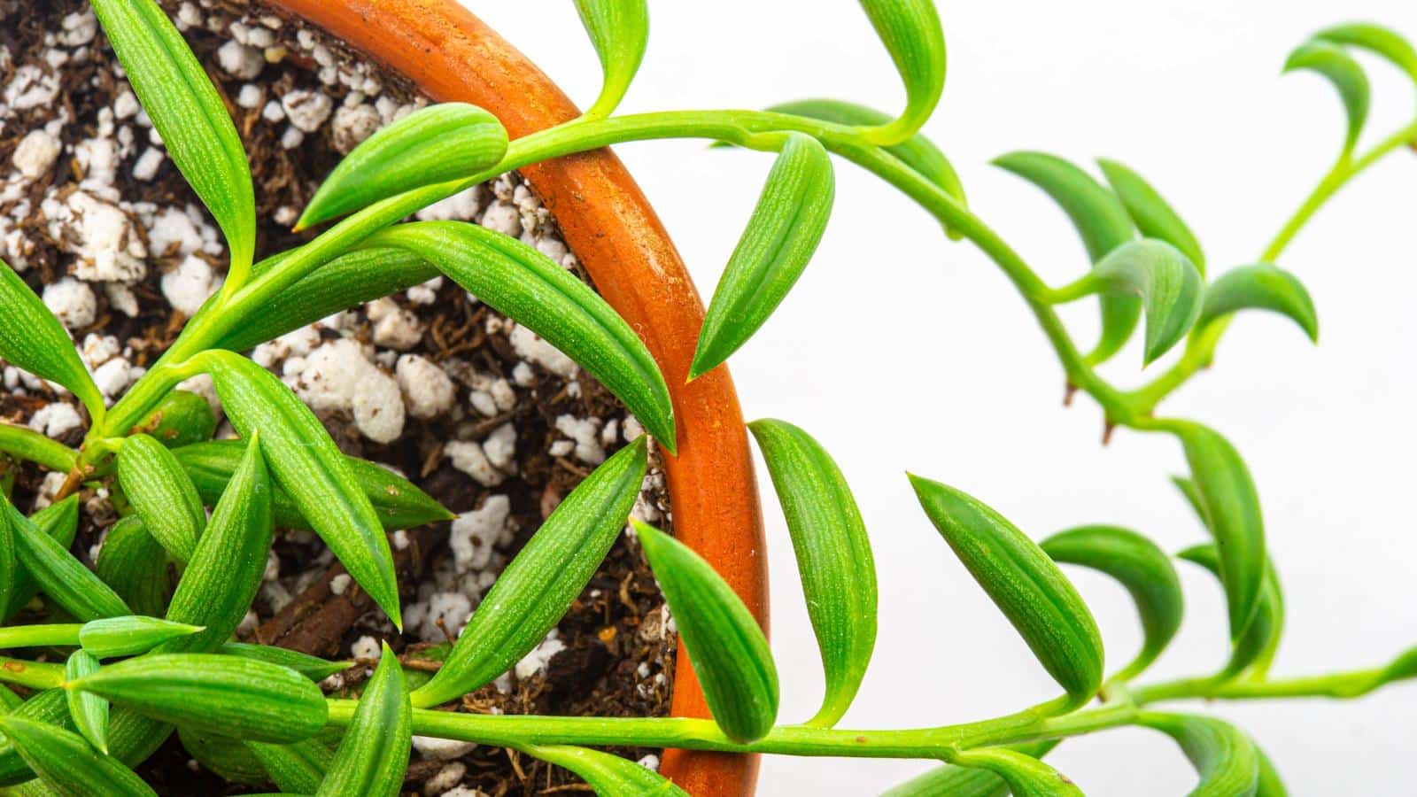 2024's Must-Have Houseplant: Surprising Secrets of the String of Bananas. 1 2024's Must-Have Houseplant: Surprising Secrets of the String of Bananas.