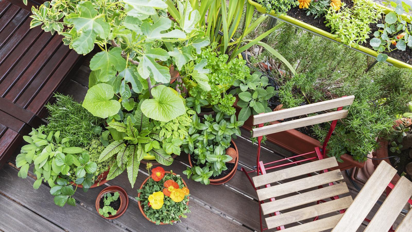 Grow a Stunning 2024 Balcony Garden. Secrets Revealed.