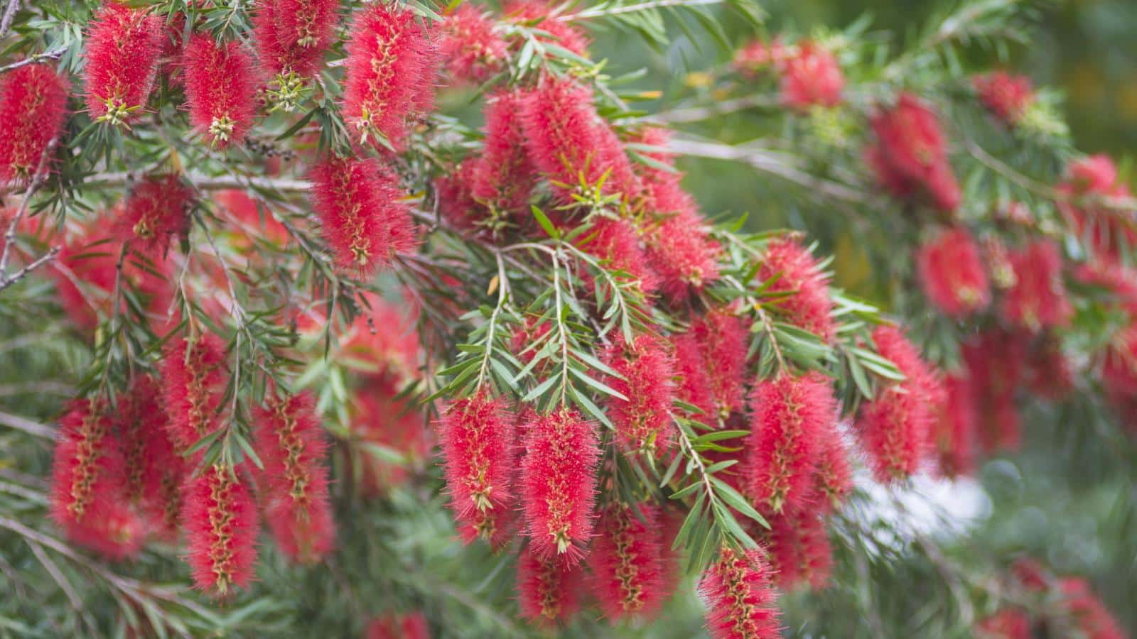 How to Grow Bottlebrush in 2024 for Crimson Blooms.
