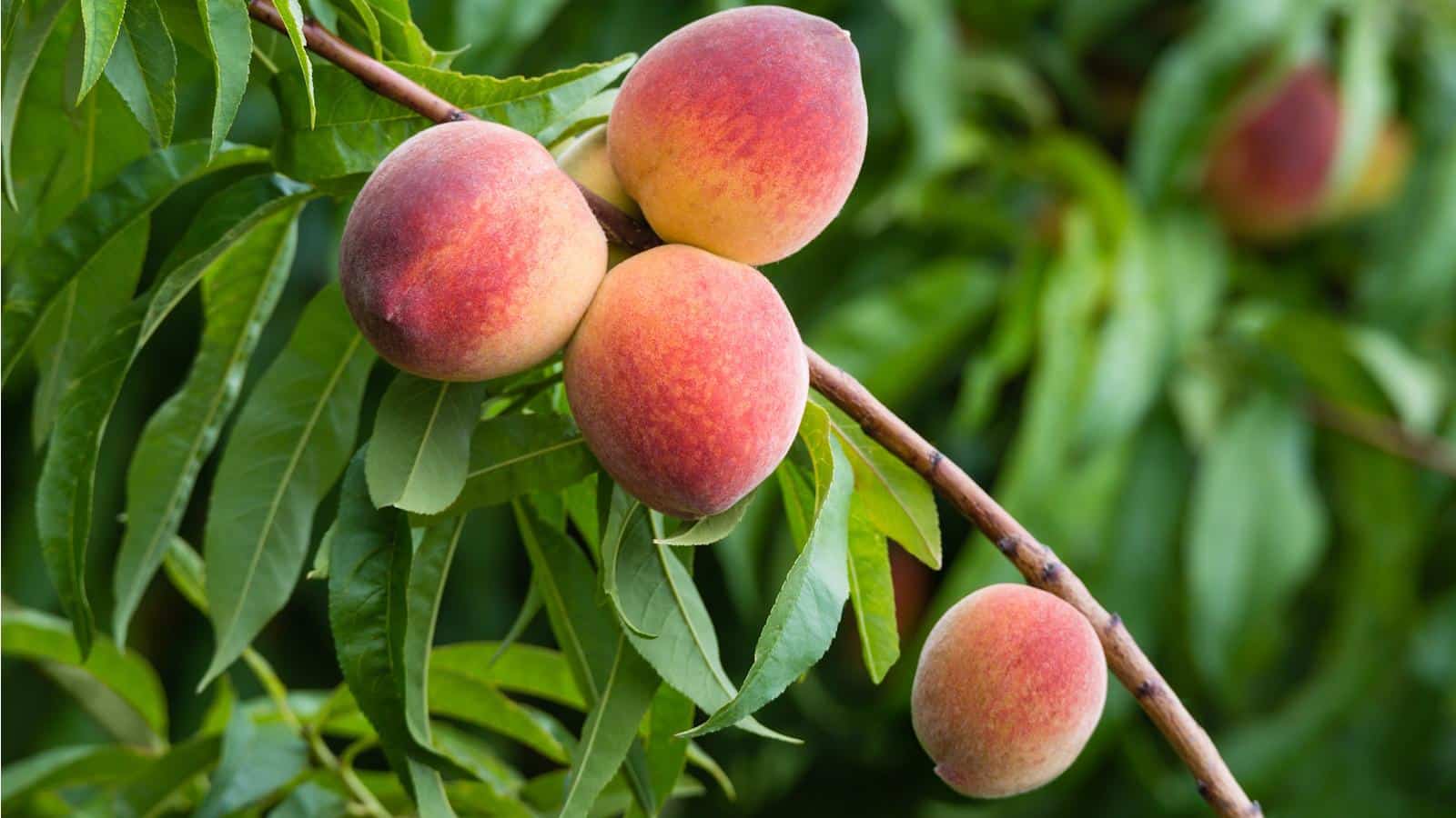 Grow Juicy Peaches in 2024 With These 3 Expert Secrets.