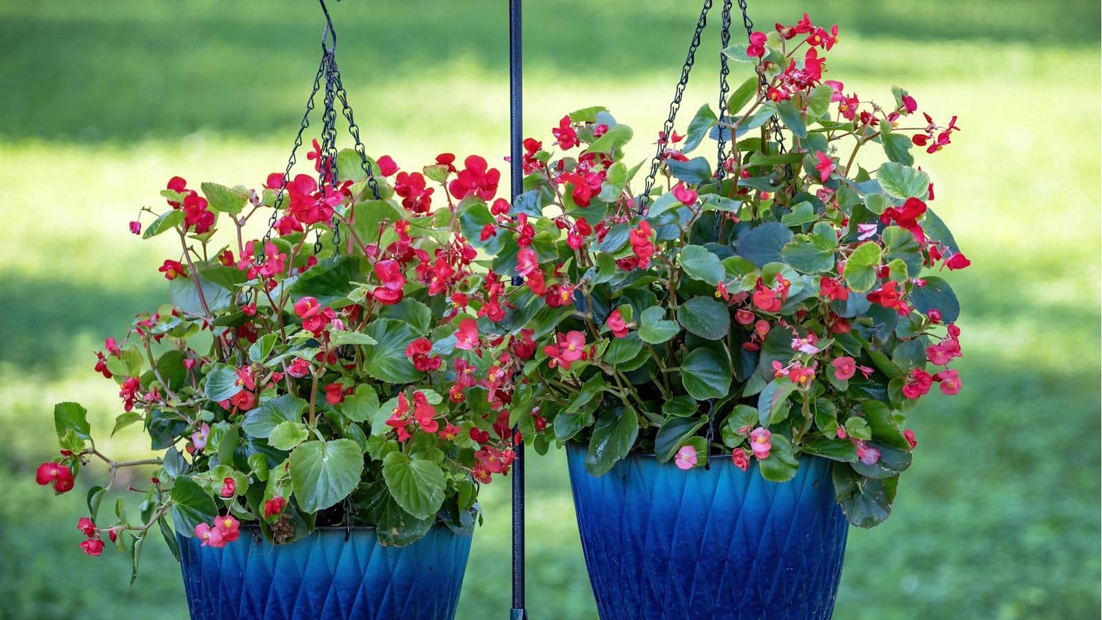 Grow Thrilling Begonias in Pots with These 5 Expert Tips for 2024. 1 Grow Thrilling Begonias in Pots with These 5 Expert Tips for 2024.
