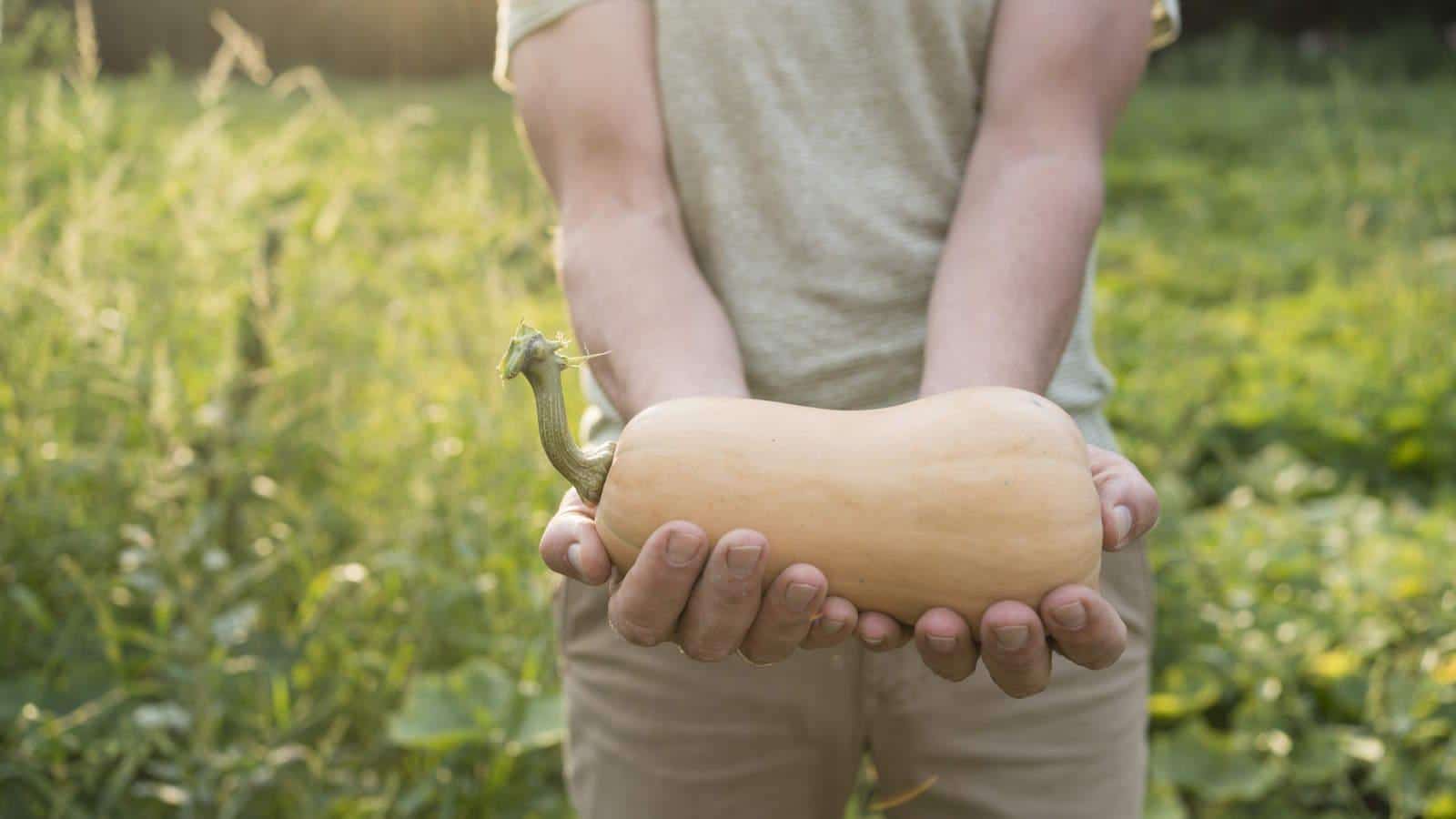 Unlock the Secrets of 2024's Butternut Squash Transformations. Grow Yours Now. 1 Unlock the Secrets of 2024's Butternut Squash Transformations. Grow Yours Now.