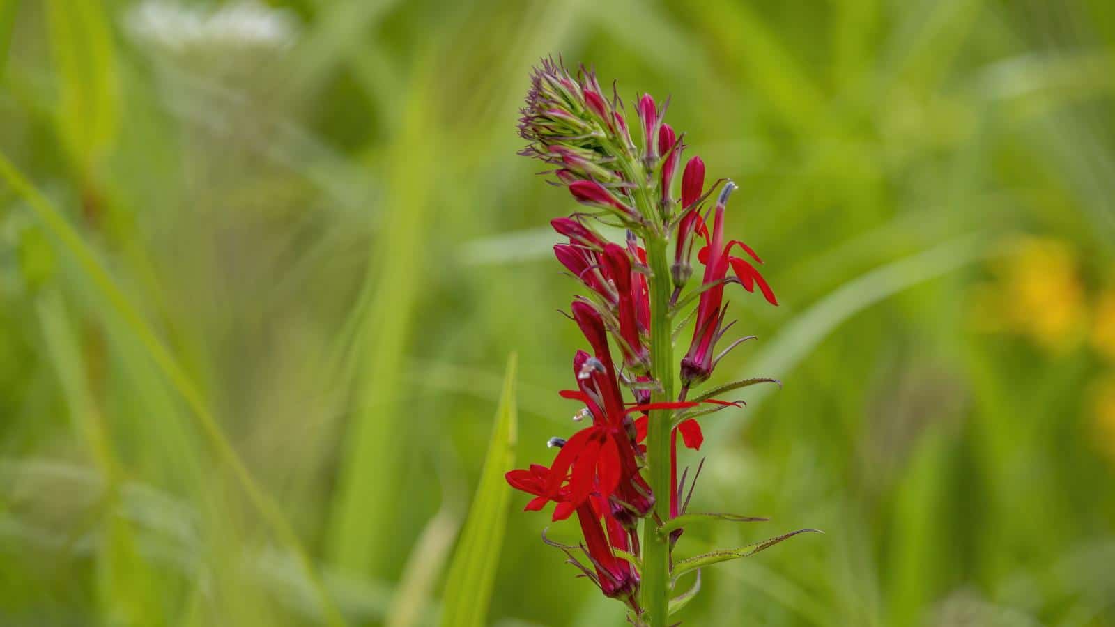 Grow Stunning Cardinal Flowers in 2024. The Secrets to Transformative Native Blooms. 1 Grow Stunning Cardinal Flowers in 2024. The Secrets to Transformative Native Blooms.