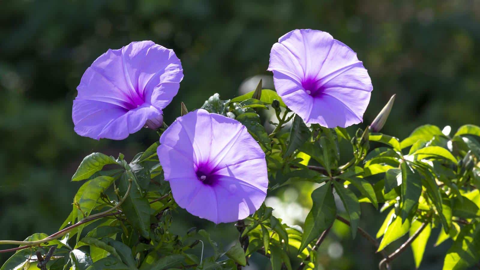 Grow Morning Glories in 2024 for Stunning Blooms. 1 Grow Morning Glories in 2024 for Stunning Blooms.
