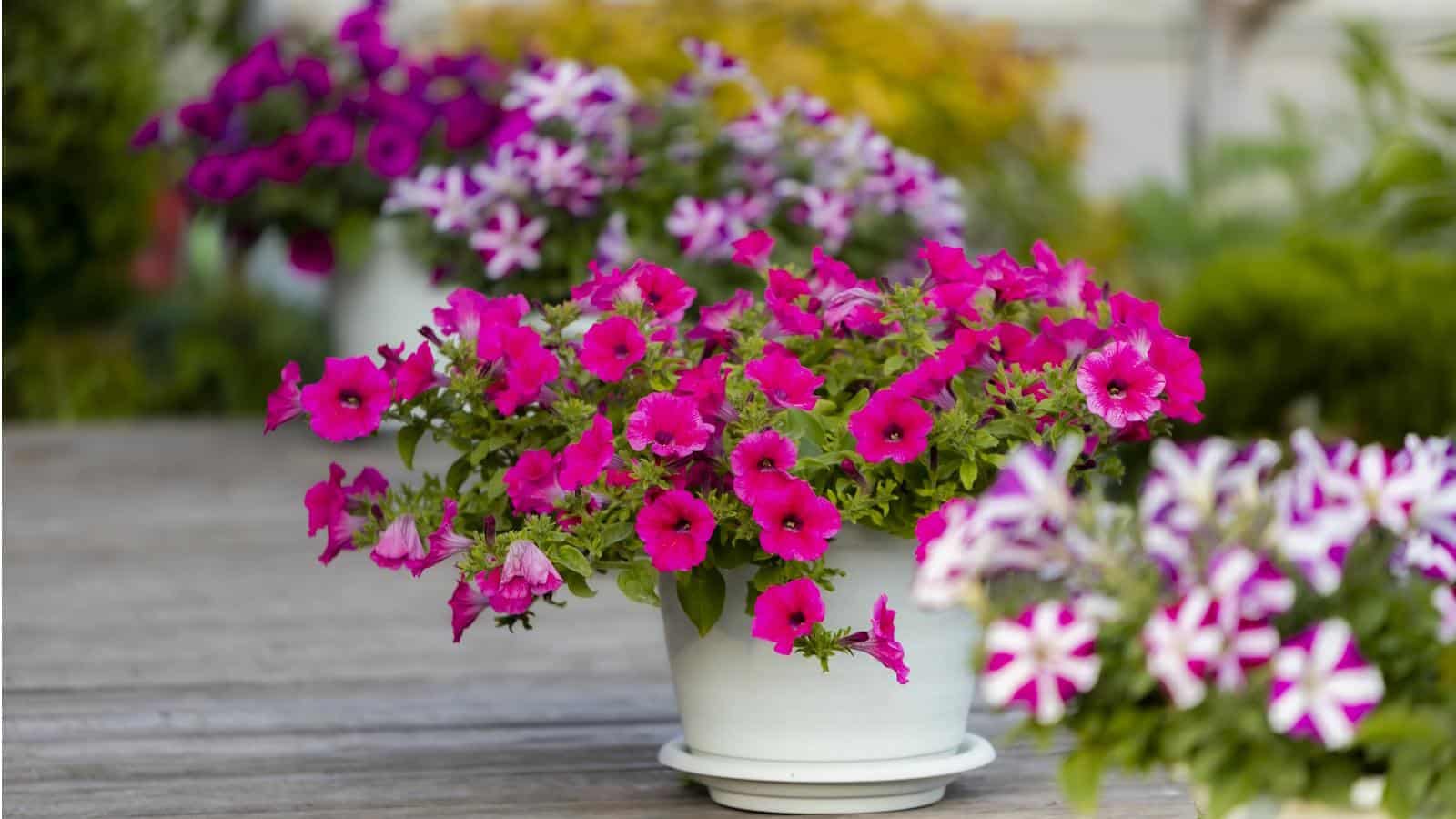 How to Grow Stunning Petunias in 2024 Pots. 1 How to Grow Stunning Petunias in 2024 Pots.