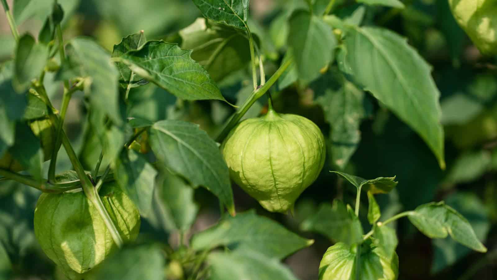 Grow Tomatillos Now for a Bountiful 2024 Harvest.