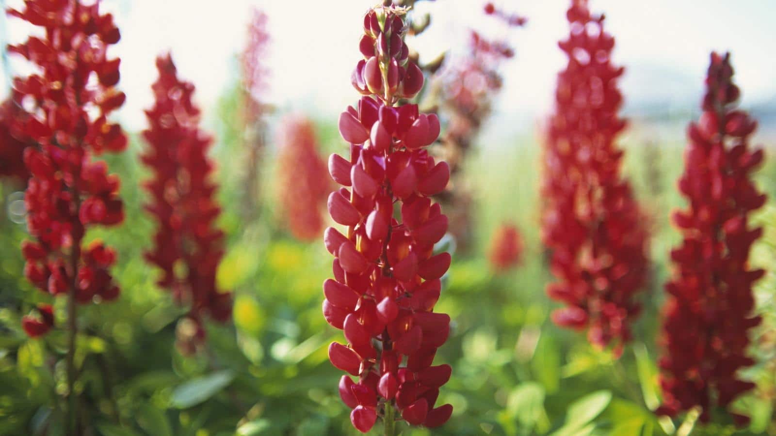 Grow Lupine Seeds in 2024 for Stunning Transformations. 1 Grow Lupine Seeds in 2024 for Stunning Transformations.