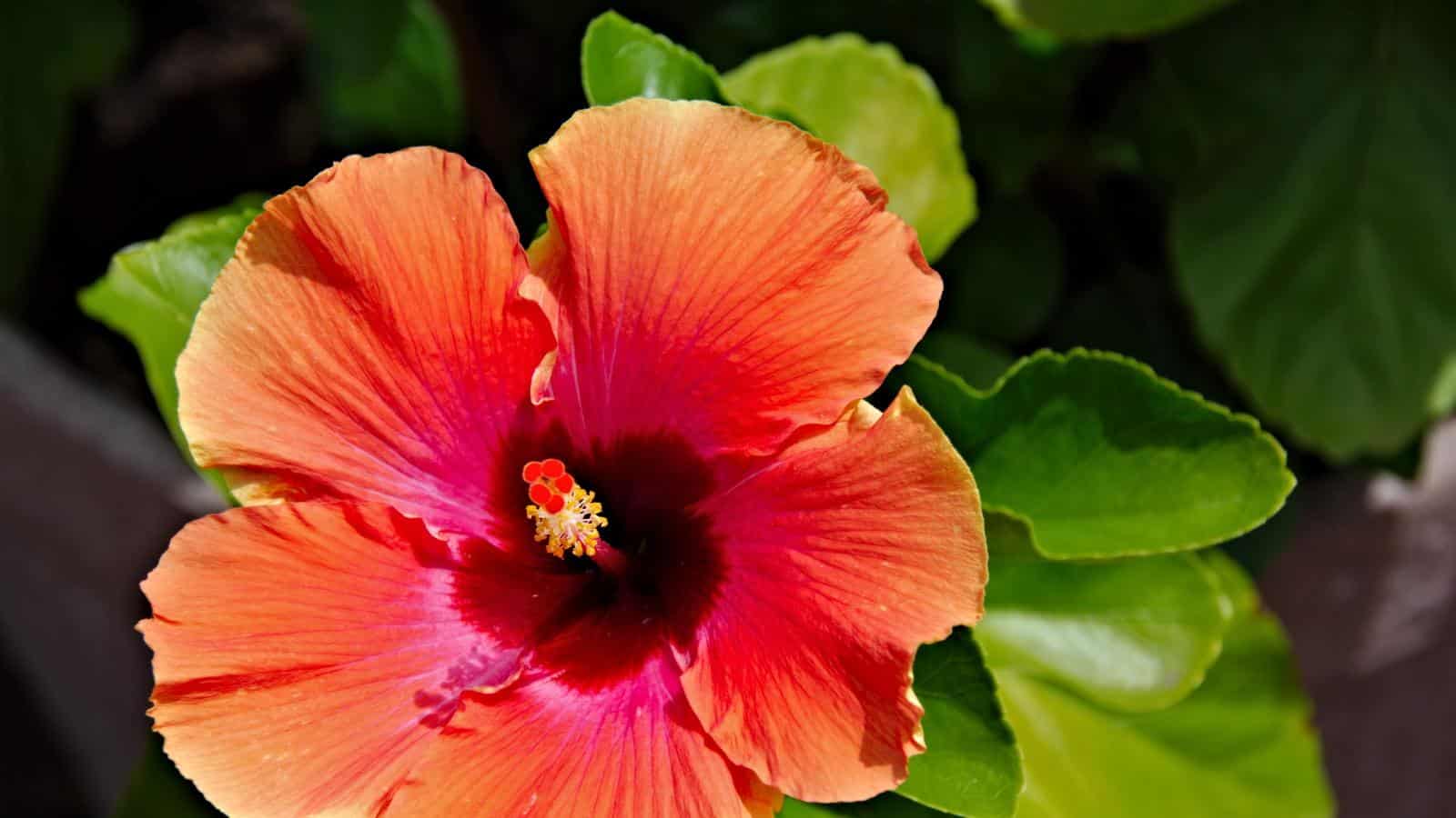 Propagate Hibiscus in 2024 with Unexpected Revelations. Try Now!