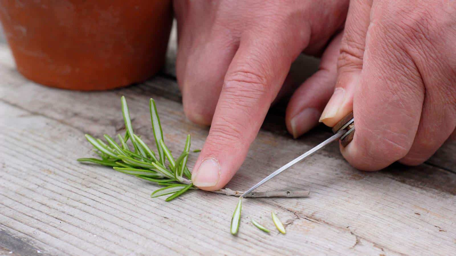 Grow Rosemary in 2024 Effortlessly. Secrets Revealed.