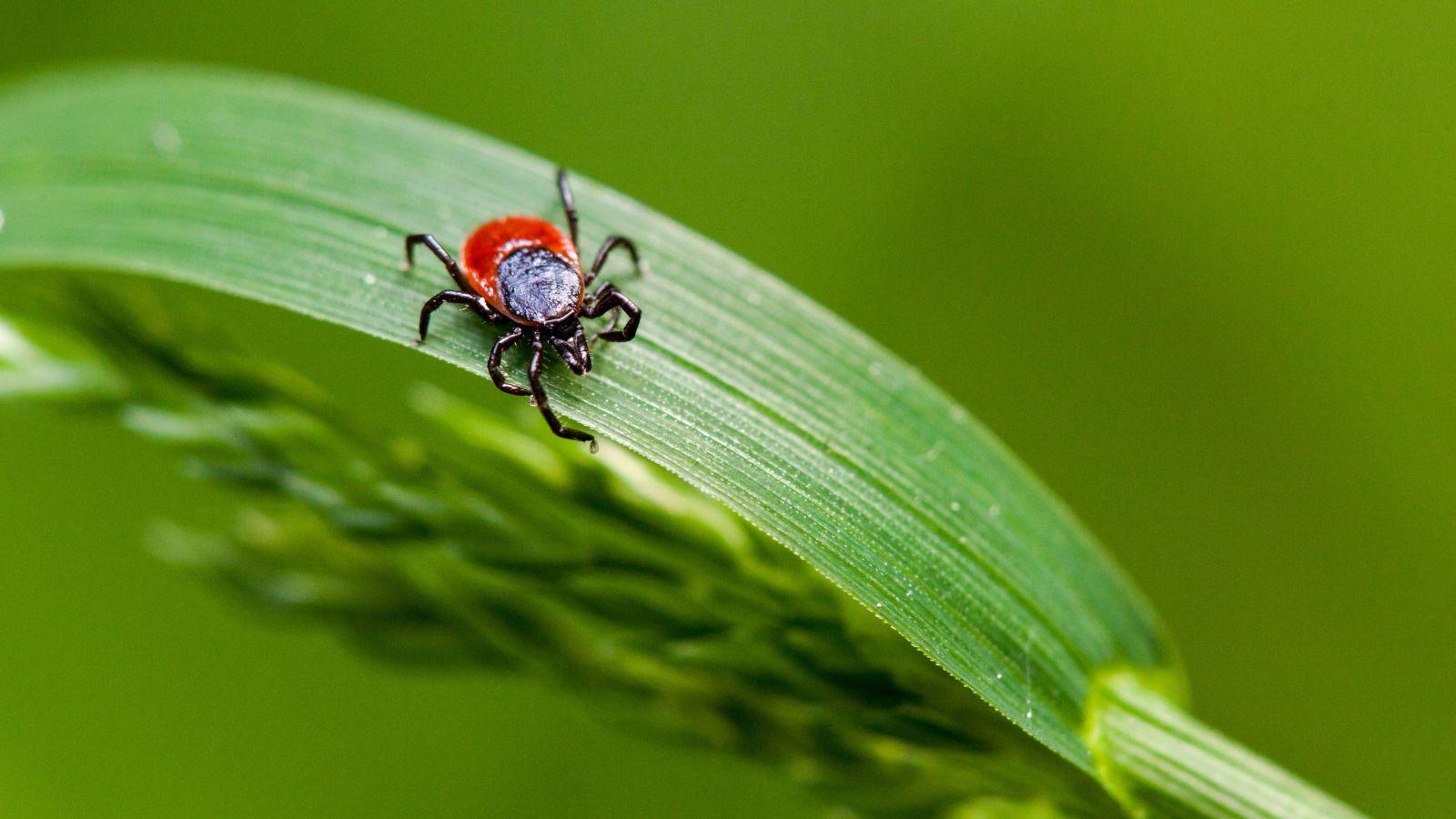 Repel 2024's Tick Invasion Using These 5 Unexpected Secrets. Protect Your Yard Now. 1 Repel 2024's Tick Invasion Using These 5 Unexpected Secrets. Protect Your Yard Now.