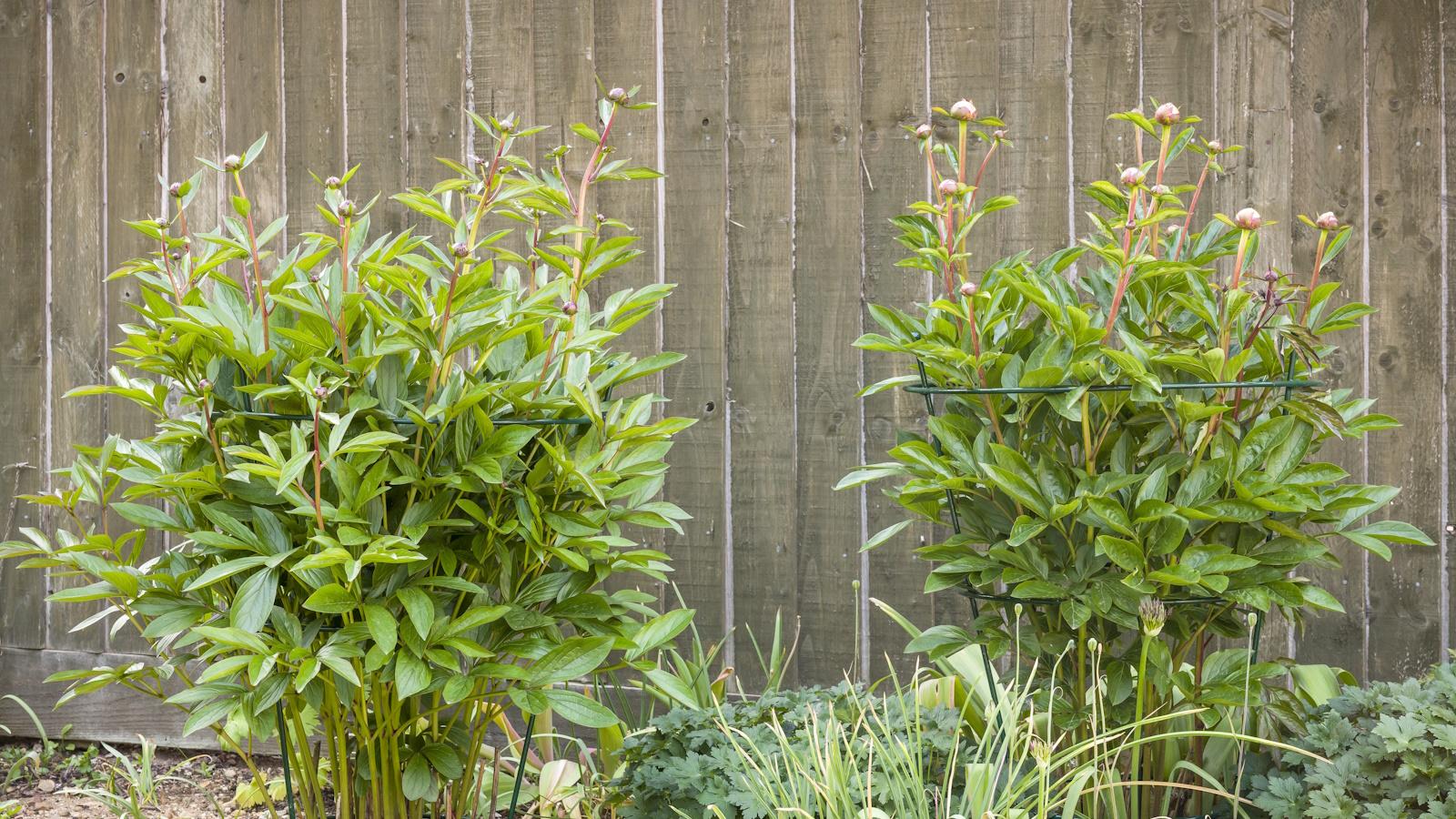 Secrets to Support Peonies in 2024. Bloom Bright! 1 Secrets to Support Peonies in 2024. Bloom Bright!
