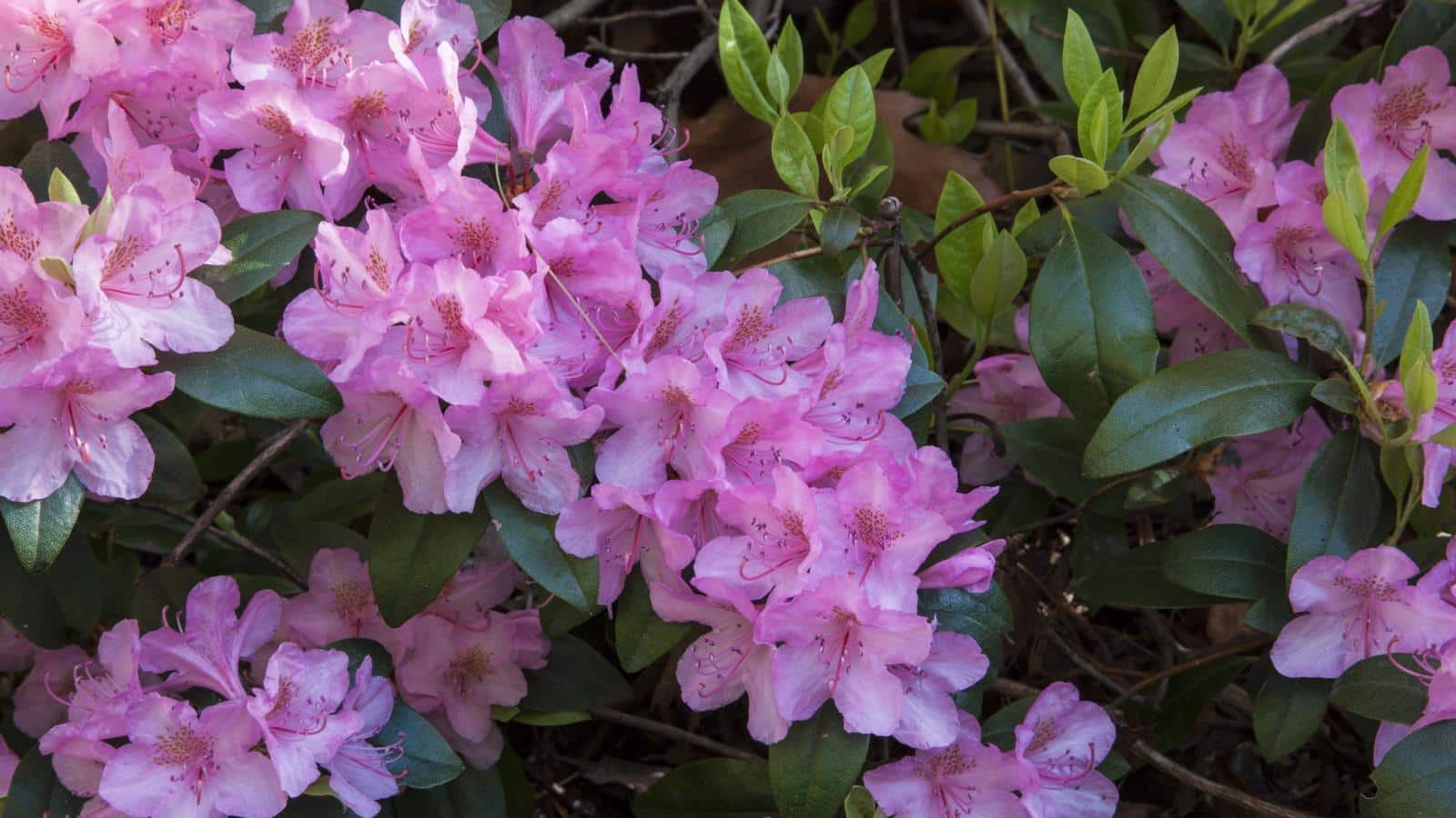 Deadhead Azalea and Rhododendron in 2024? Secrets Revealed. 1 Deadhead Azalea and Rhododendron in 2024? Secrets Revealed.