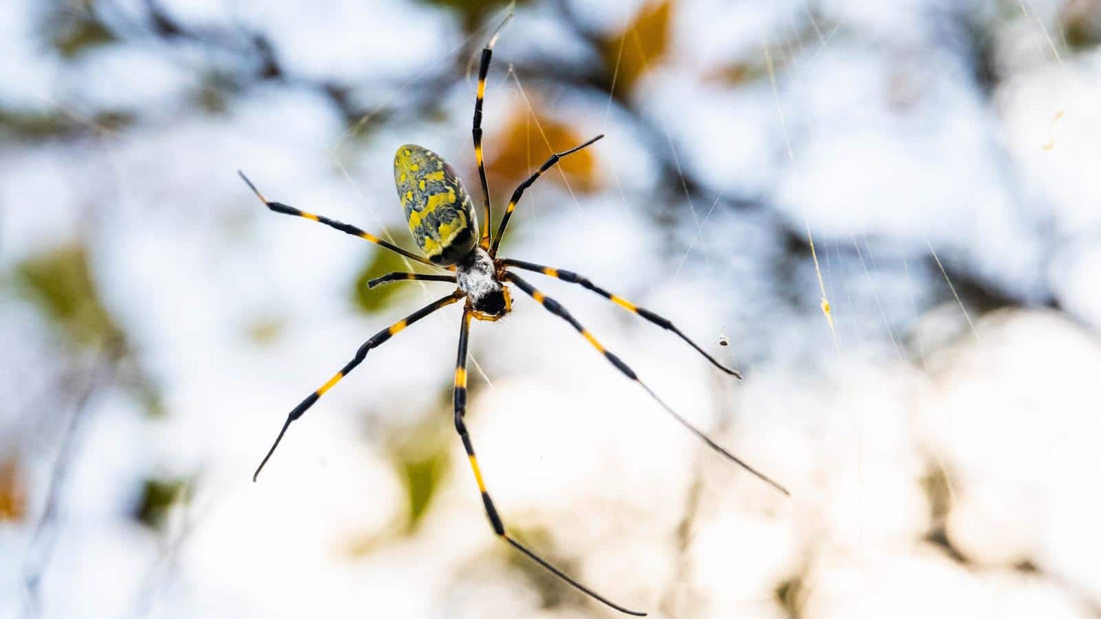 Surprising 2024 Joro Spider Visits Backyards. Optimize Your Plants!