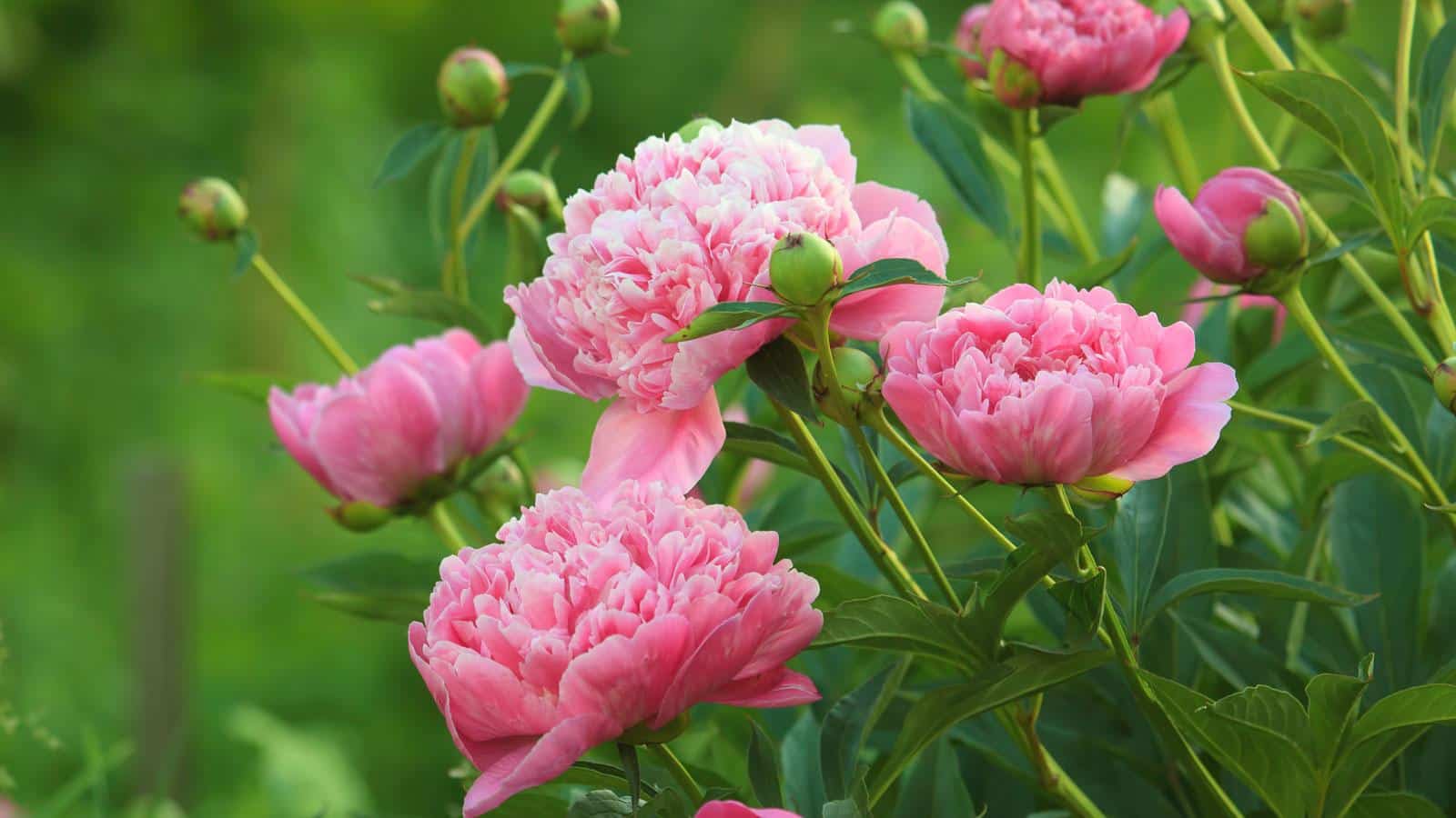 Peony Lovers Hurry! 2024's Surprise Bloom Ends Soon. Act Now.