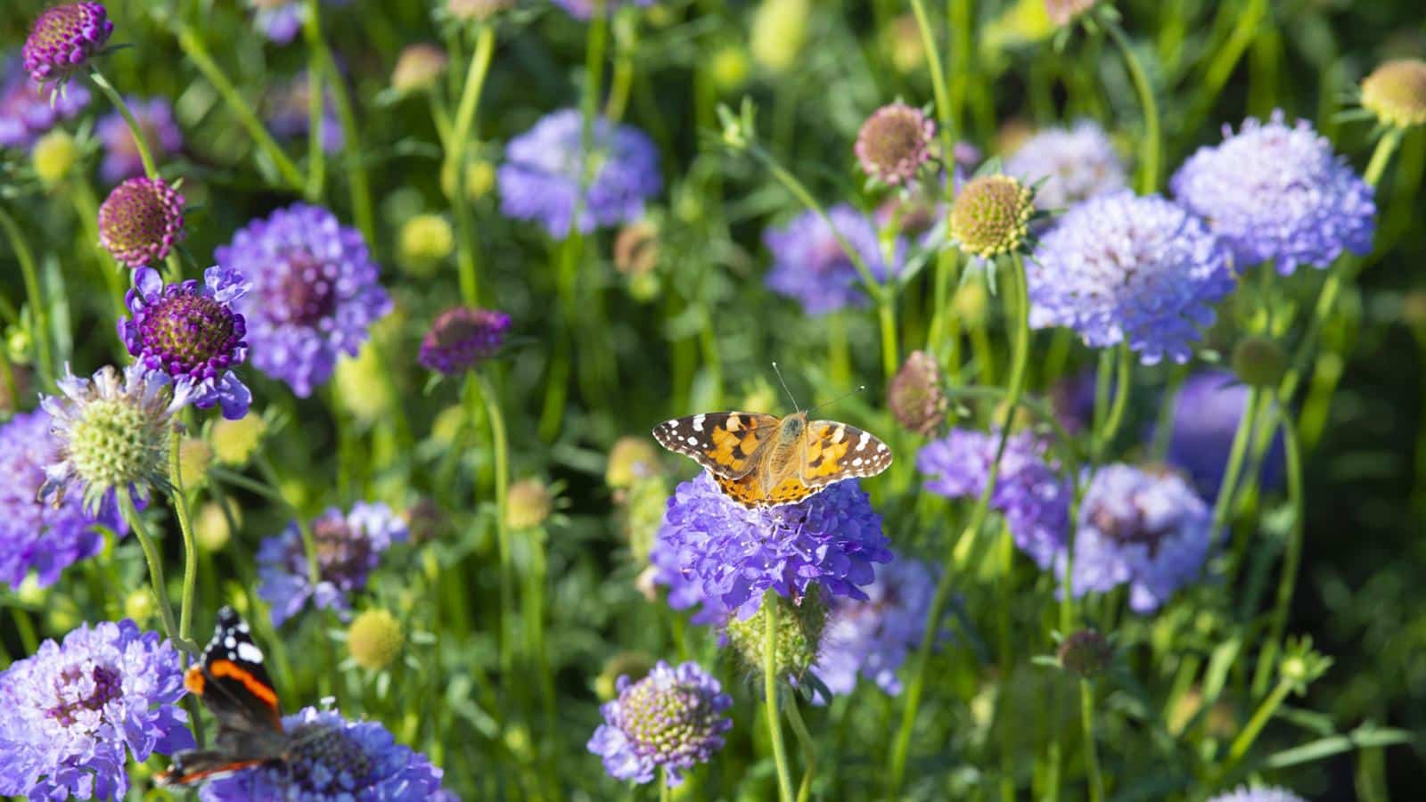7 Perennial Flowers to Grow in 2024. Secrets to Vibrant Blooms. 1 7 Perennial Flowers to Grow in 2024. Secrets to Vibrant Blooms.