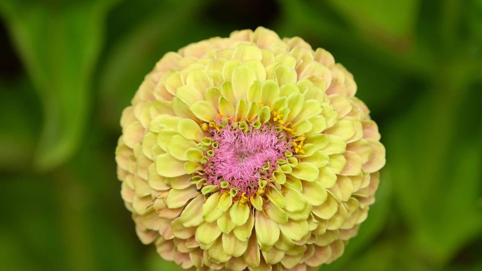 Grow These 5 Zinnias for a Vibrant 2024 Garden. 1 Grow These 5 Zinnias for a Vibrant 2024 Garden.