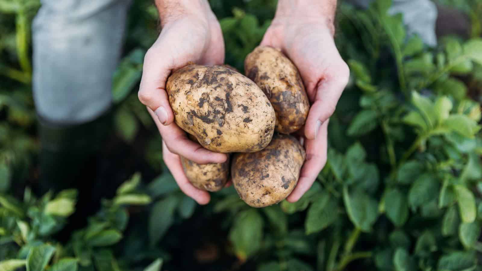 Growing Bigger Potatoes in 2024: The Secrets Growers Swear By. 1 Growing Bigger Potatoes in 2024: The Secrets Growers Swear By.