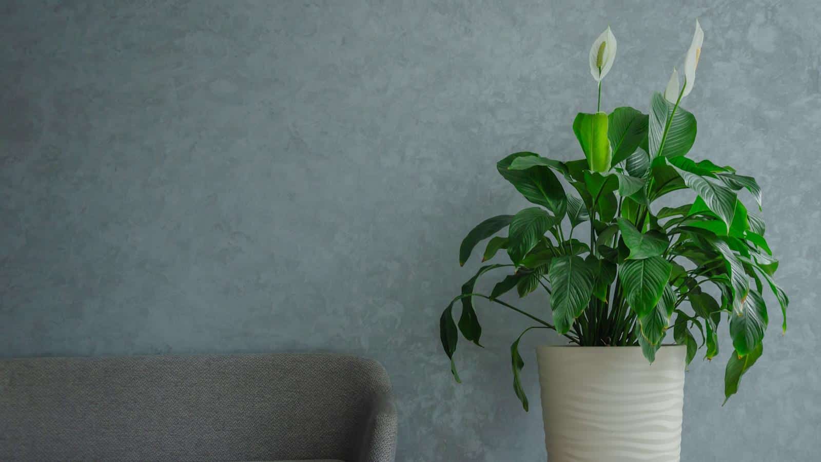 REVIVE YOUR PEACE LILY: 2024 EXPERT SECRETS FOR BLOOMING BEAUTY.