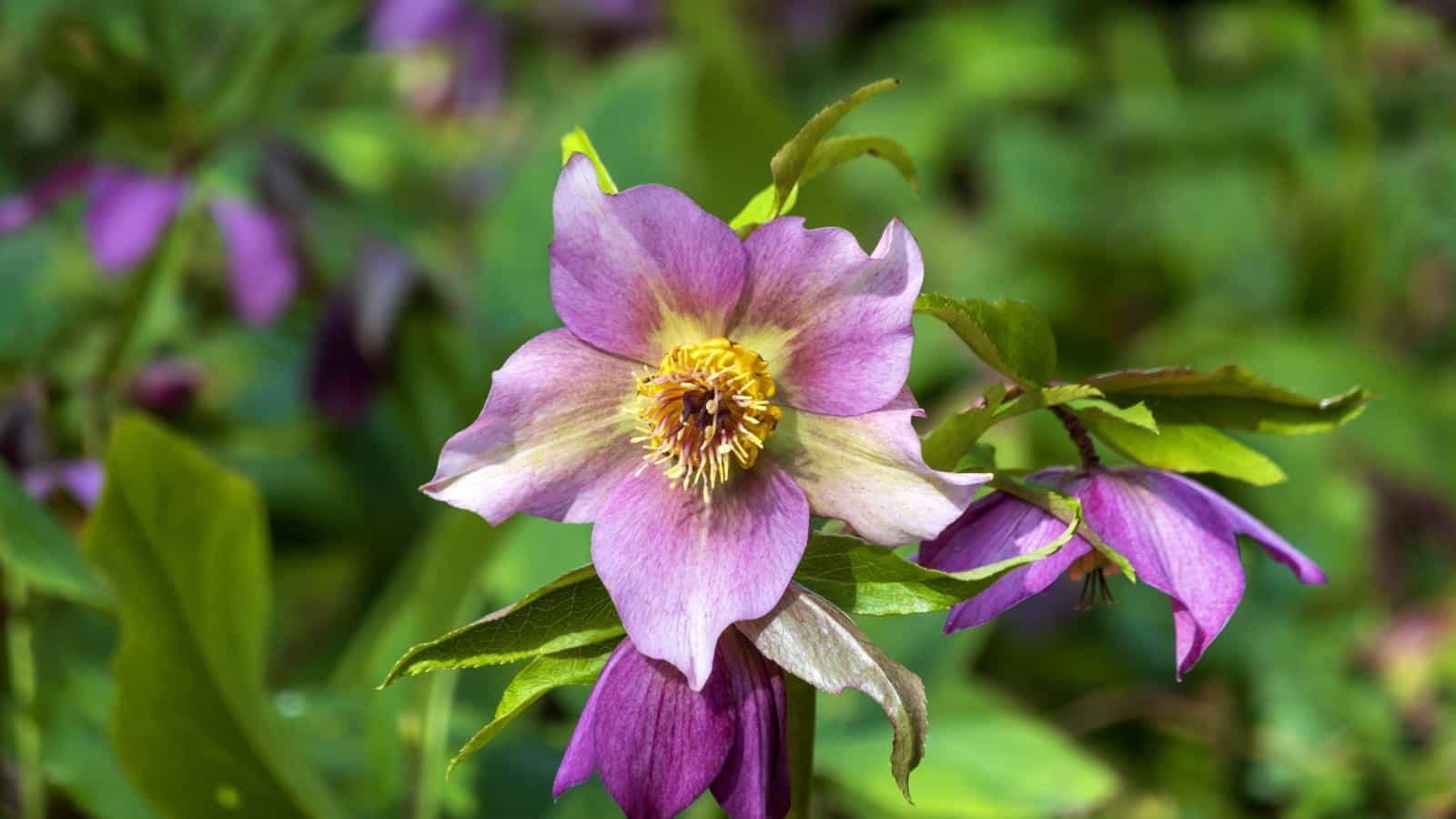 Revitalize Hellebores in 2024 - Secrets to Healthier Blooms.