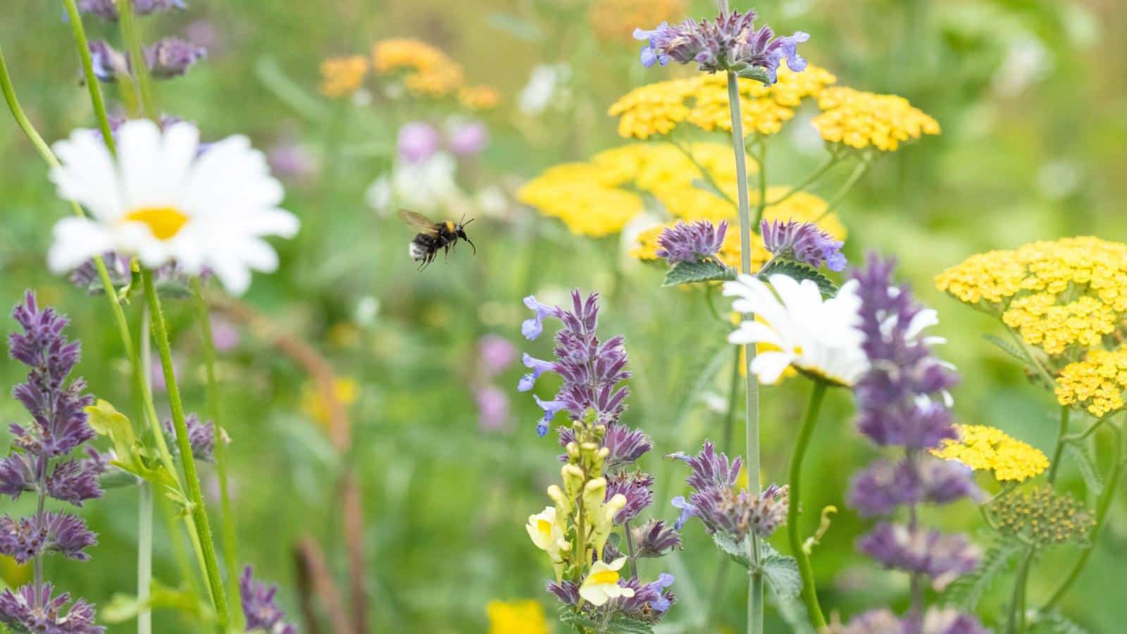 Thriving Yards in 2024: Biodiversity Secrets Unleashed. 1 Thriving Yards in 2024: Biodiversity Secrets Unleashed.