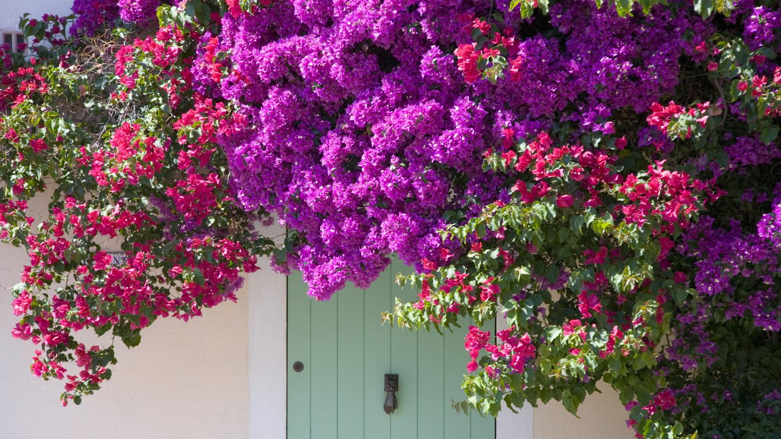 Revive Your Bougainvillea: 5 Unexpected Secrets for Blooming Beauty in 2024. 1 Revive Your Bougainvillea: 5 Unexpected Secrets for Blooming Beauty in 2024.