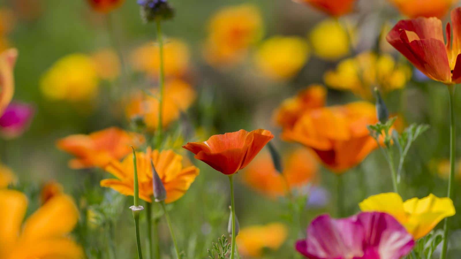 5 Unexpected Flower Sowing Secrets For 2024. 1 5 Unexpected Flower Sowing Secrets For 2024.