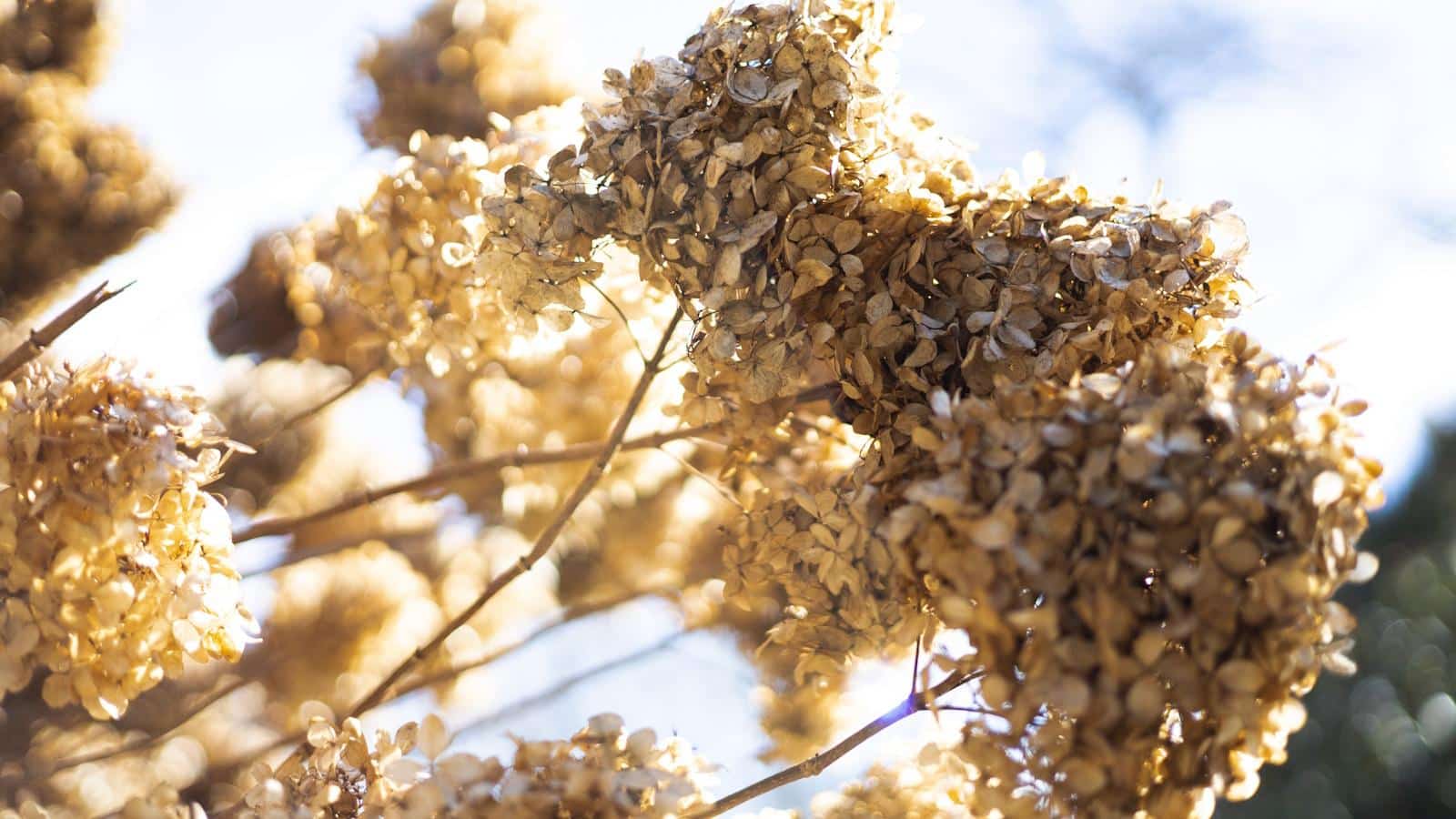 Surprising 5 Plants You Should Never Deadhead in 2024. 1 Surprising 5 Plants You Should Never Deadhead in 2024.