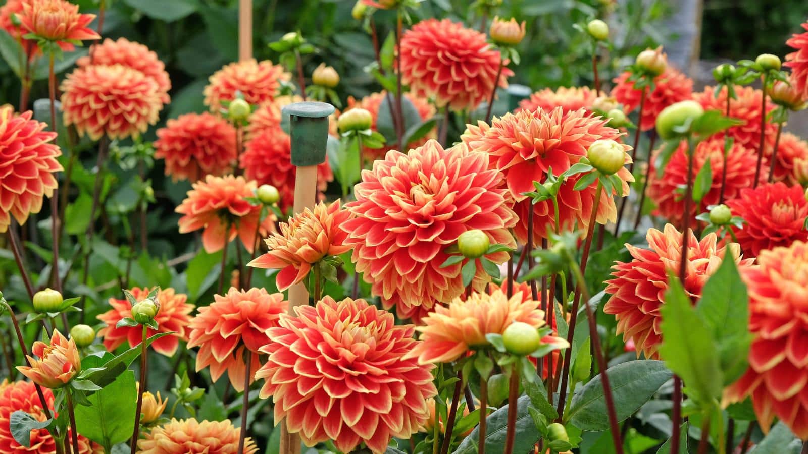 7 Blooming Beauties to Stake in 2024. Secrets to Thriving Summer Gardens. 1 7 Blooming Beauties to Stake in 2024. Secrets to Thriving Summer Gardens.