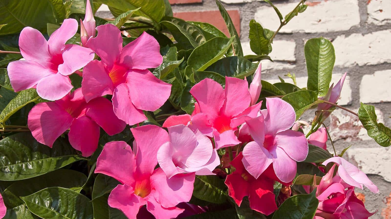 9 Incredible Climbing Plants to Upgrade Your Home in 2024. 1 9 Incredible Climbing Plants to Upgrade Your Home in 2024.