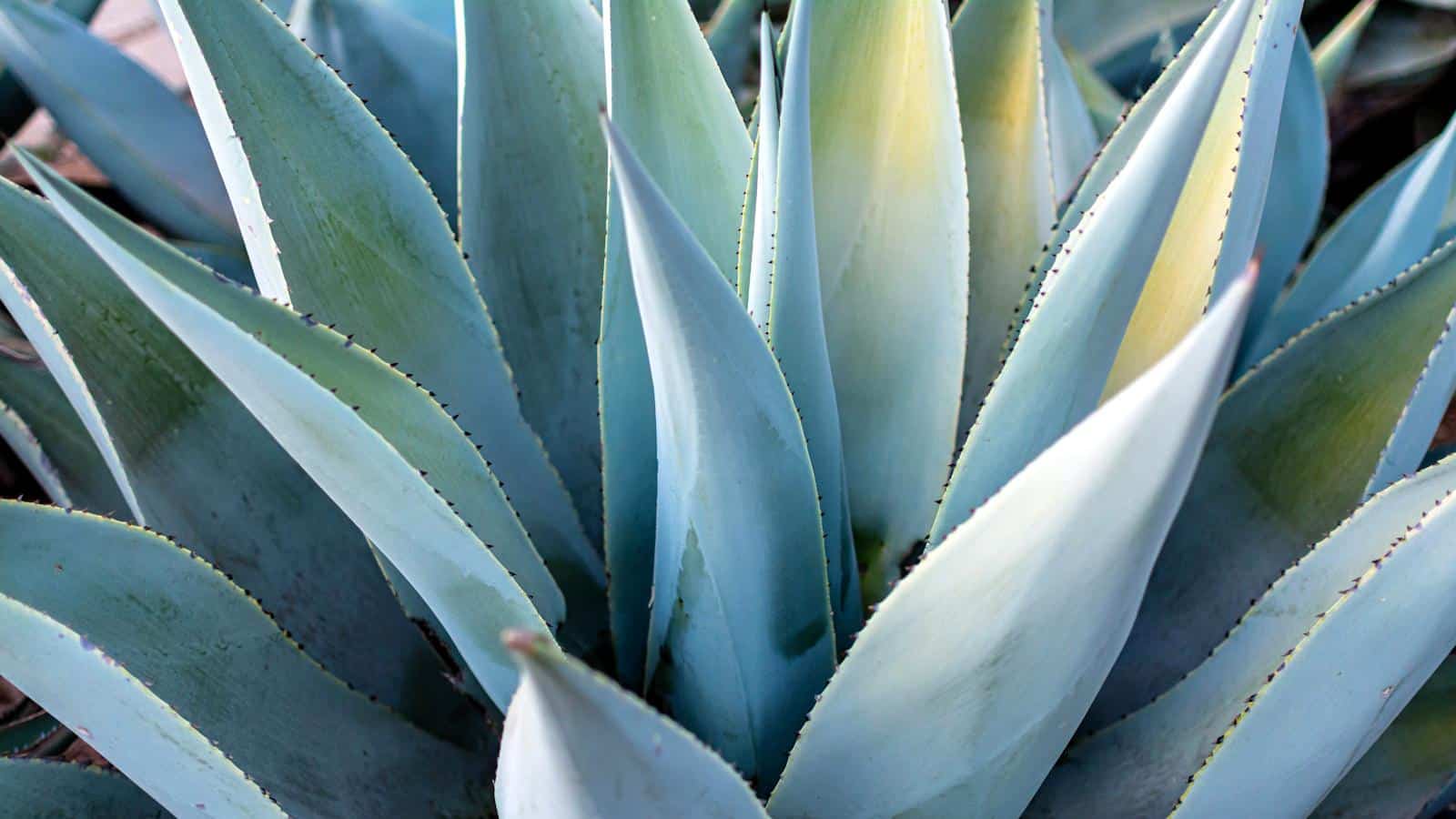 Captivate Your Yard with These 10 Mesmerizing Agave Secrets. 1 Captivate Your Yard with These 10 Mesmerizing Agave Secrets.
