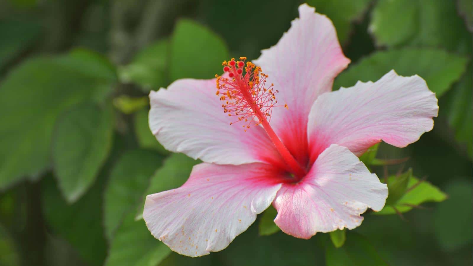 The Best Hibiscus for Tropical Blooms in 2024. 1 The Best Hibiscus for Tropical Blooms in 2024.