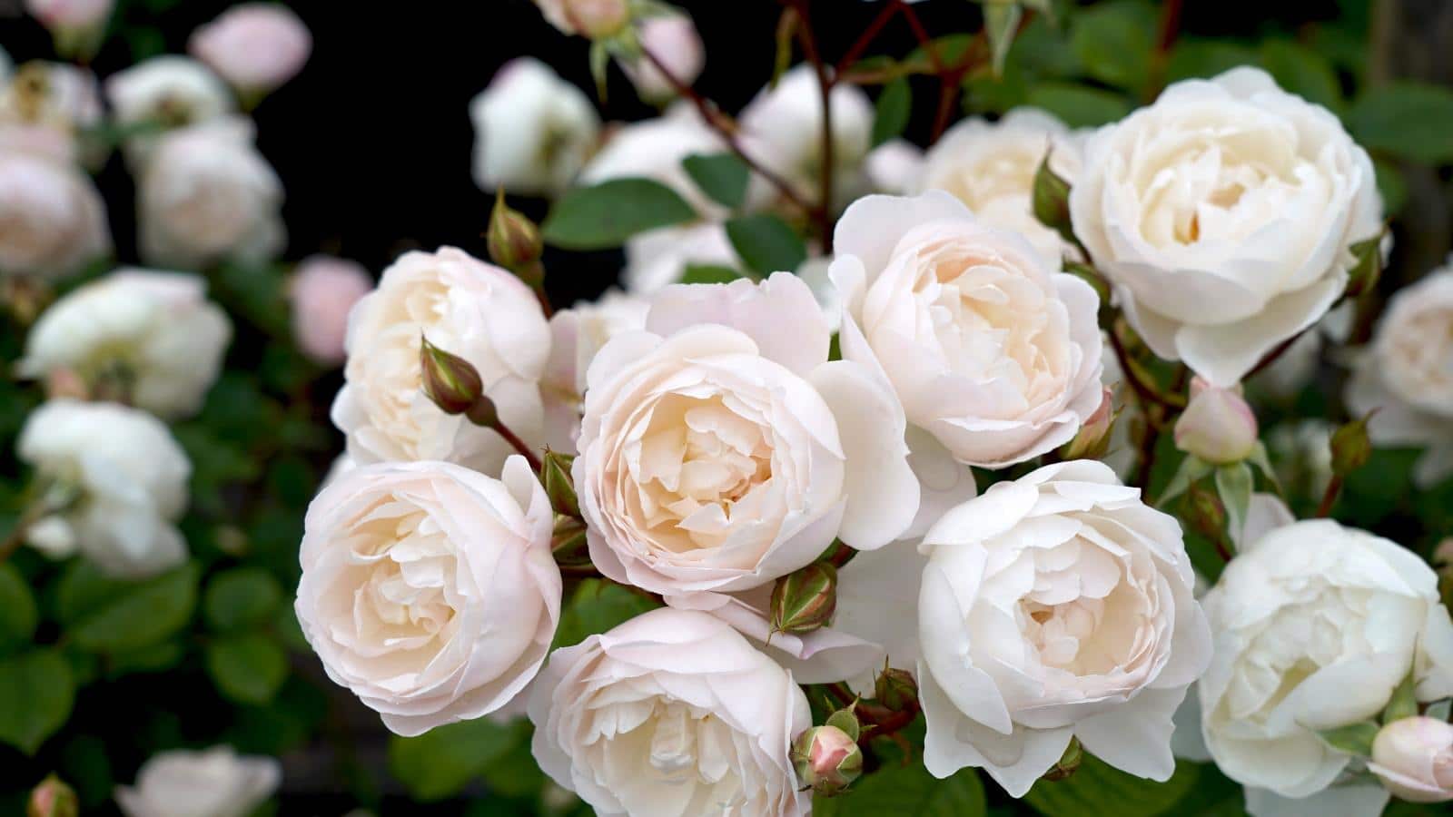 Can Shade-Loving Roses Bloom in 2024? Unexpected Revelations. Grow Now! 1 Can Shade-Loving Roses Bloom in 2024? Unexpected Revelations. Grow Now!