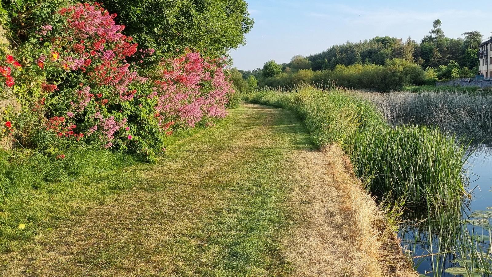 Drought-Proof Perennials for 2024: Secrets to Blooming Resilience. 1 Drought-Proof Perennials for 2024: Secrets to Blooming Resilience.