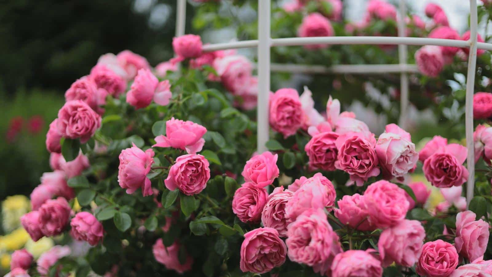Grow Floribunda Roses Like a Pro. 3 Expert Tips for 2024. 1 Grow Floribunda Roses Like a Pro. 3 Expert Tips for 2024.