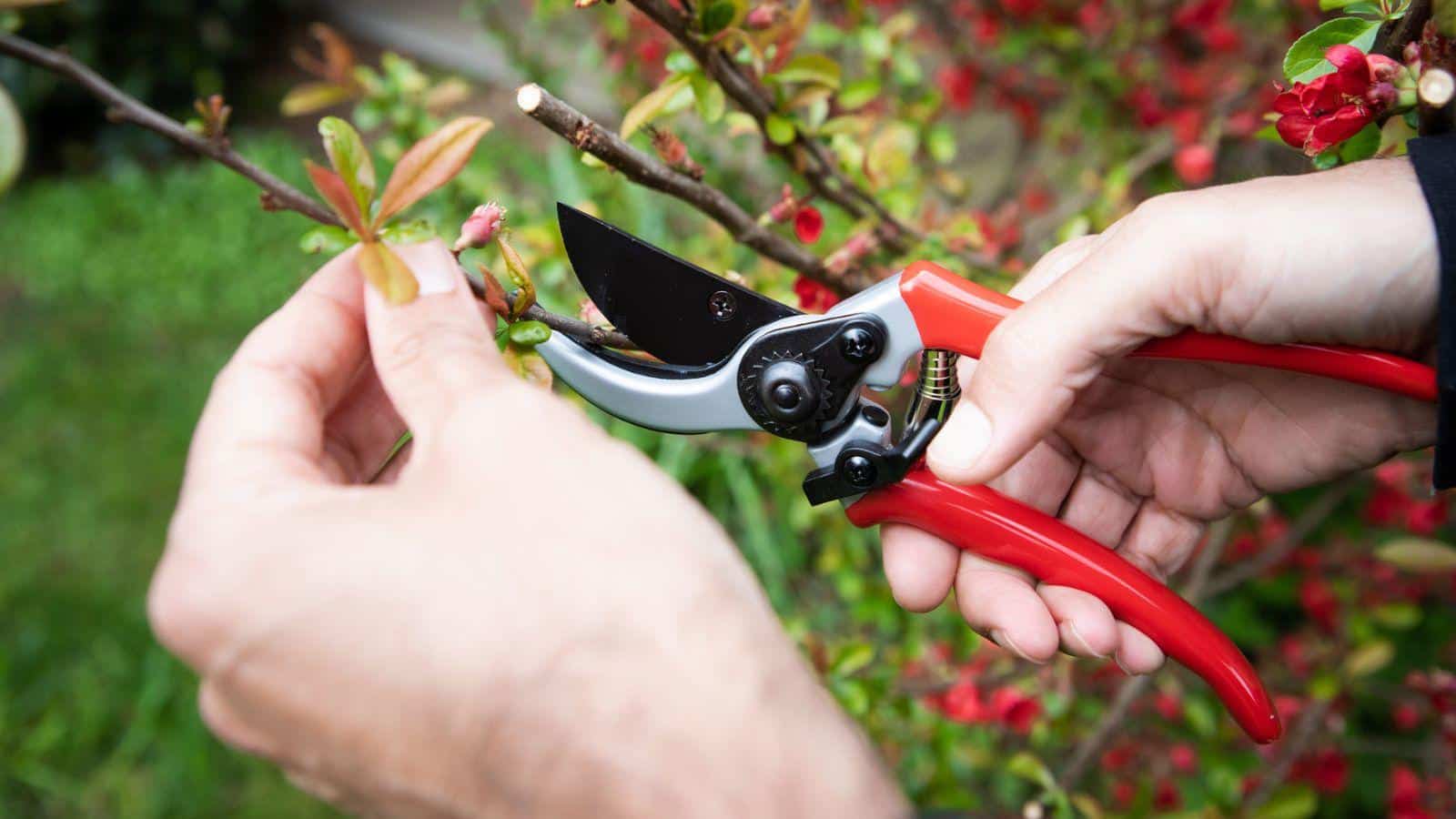 Here is a creative and engaging article title based on the instructions: Surprising 5 Pruner Hacks You Need in 2024. 1 Here is a creative and engaging article title based on the instructions:Surprising 5 Pruner Hacks You Need in 2024.