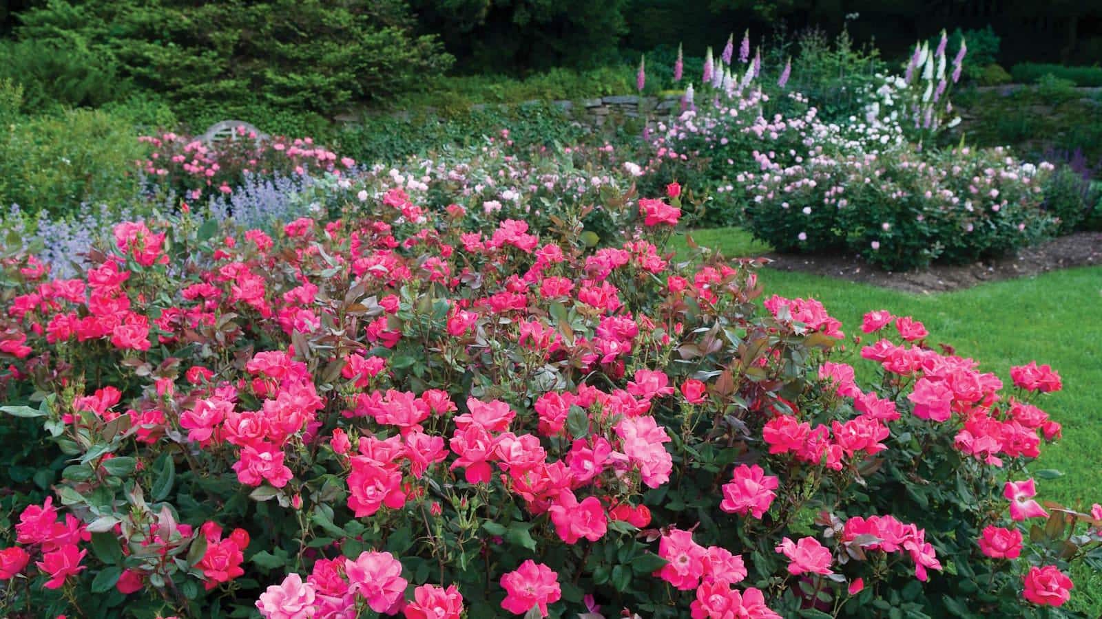 Unlock the Secrets to Vibrant Knockout Roses in 2024. 1 Unlock the Secrets to Vibrant Knockout Roses in 2024.