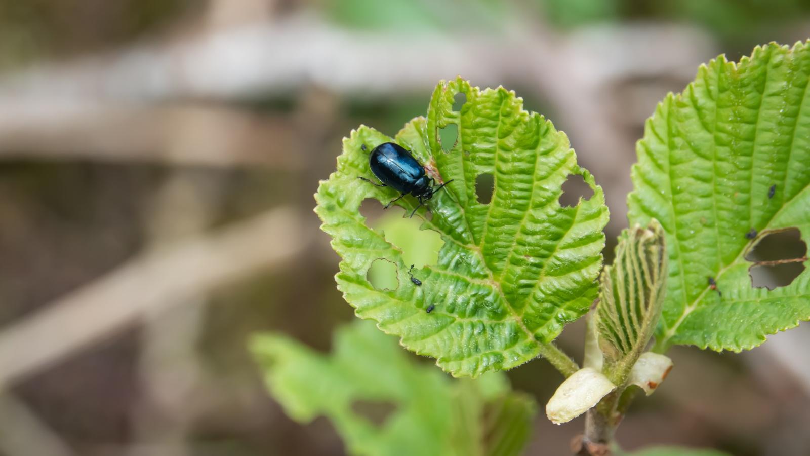 Protect Your Plants from Alder Leaf Beetles in 2024. 1 Protect Your Plants from Alder Leaf Beetles in 2024.