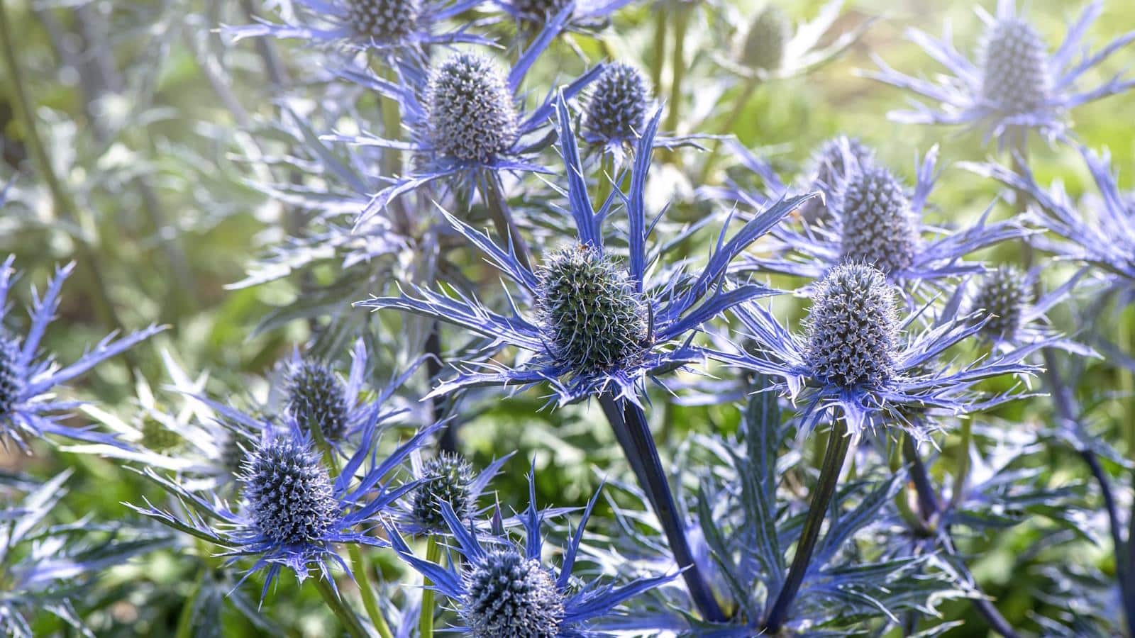 Grow Sculptural Eryngiums in 2024 with 3 Insider Tips. 1 Grow Sculptural Eryngiums in 2024 with 3 Insider Tips.